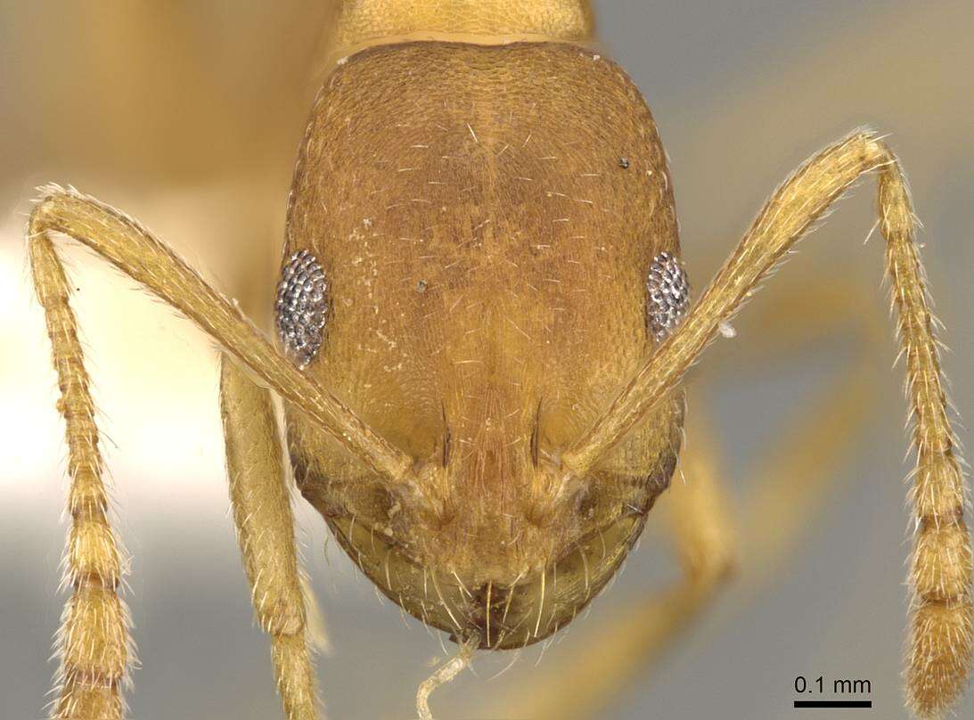 Image de Monomorium minor Stitz 1923