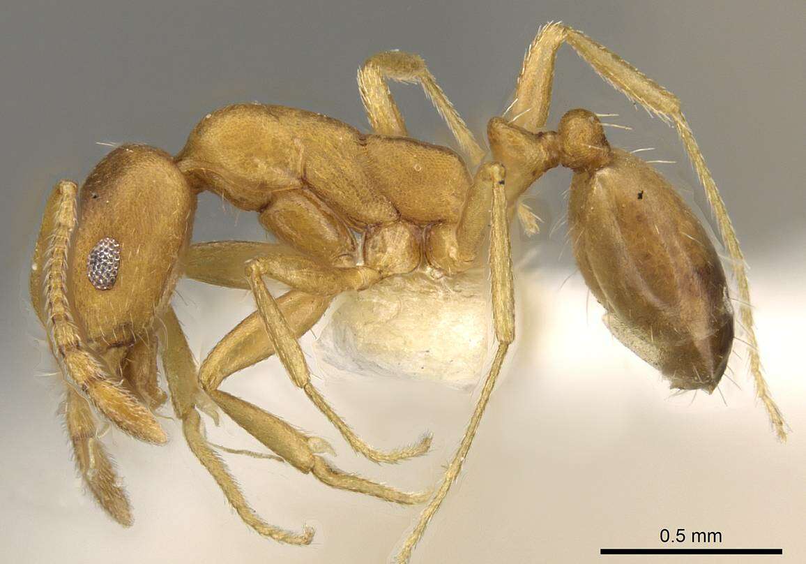 Image of Monomorium minor Stitz 1923