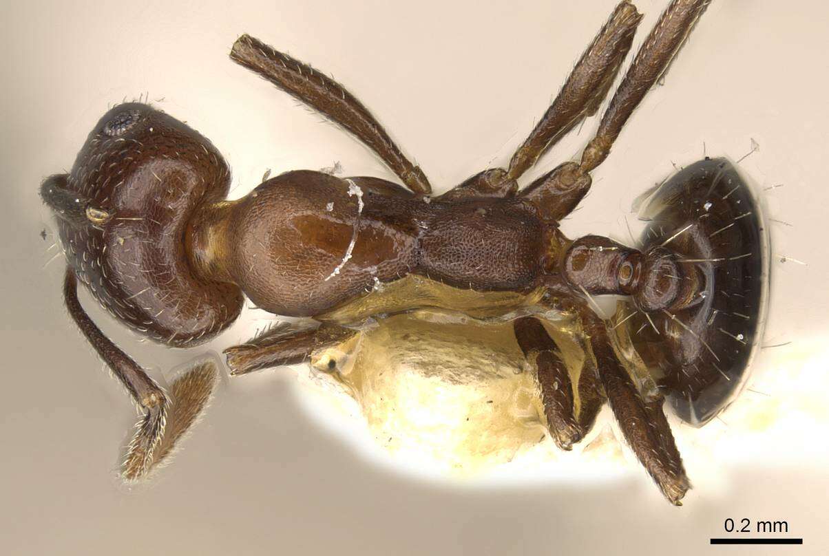 Image de Monomorium