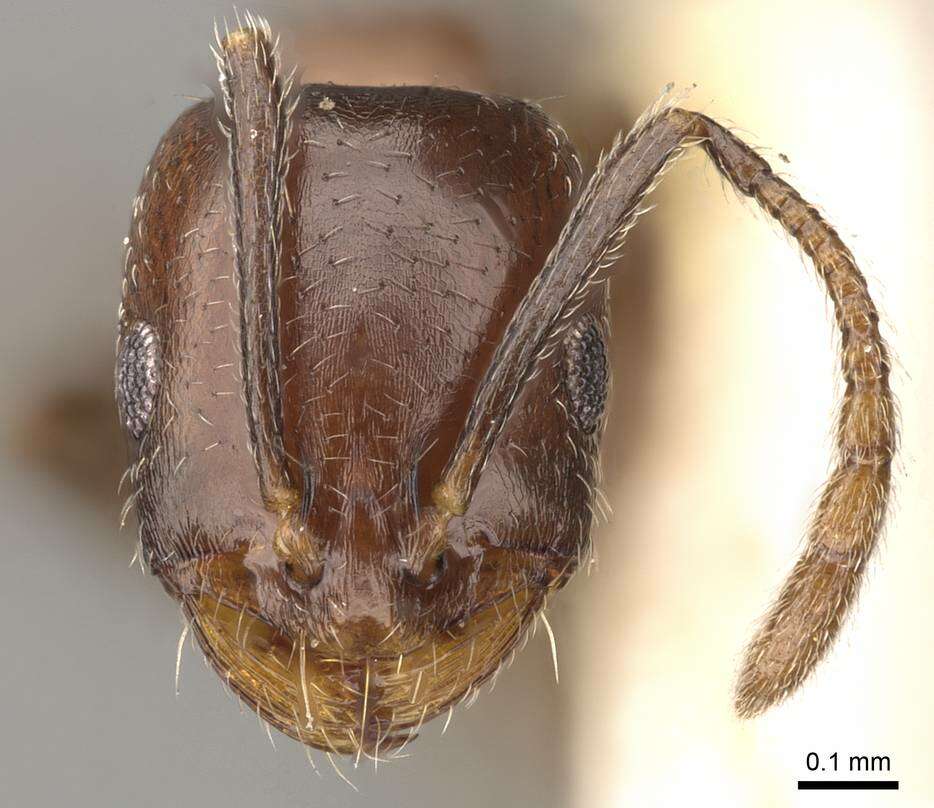 Image de Monomorium