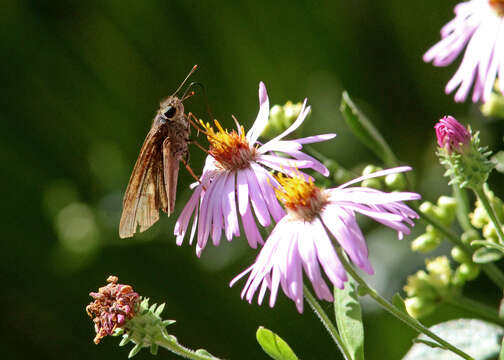 Image of Long-windged Skipper