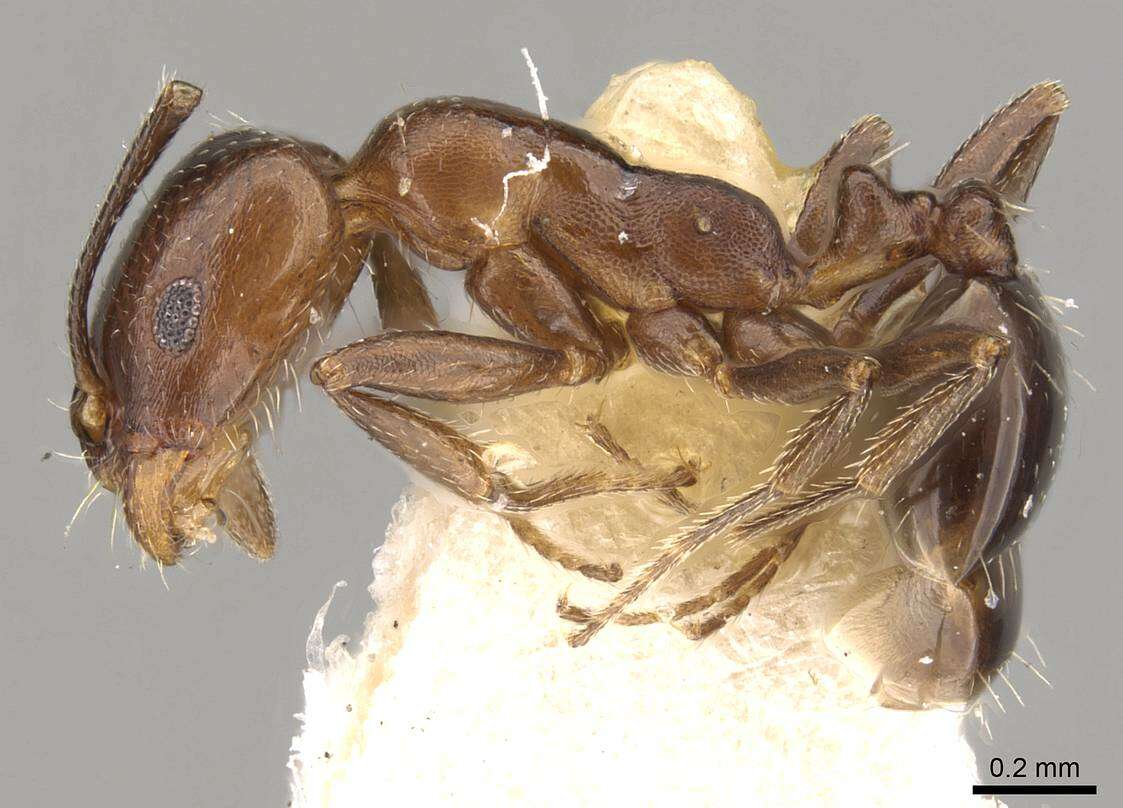 Image of Monomorium