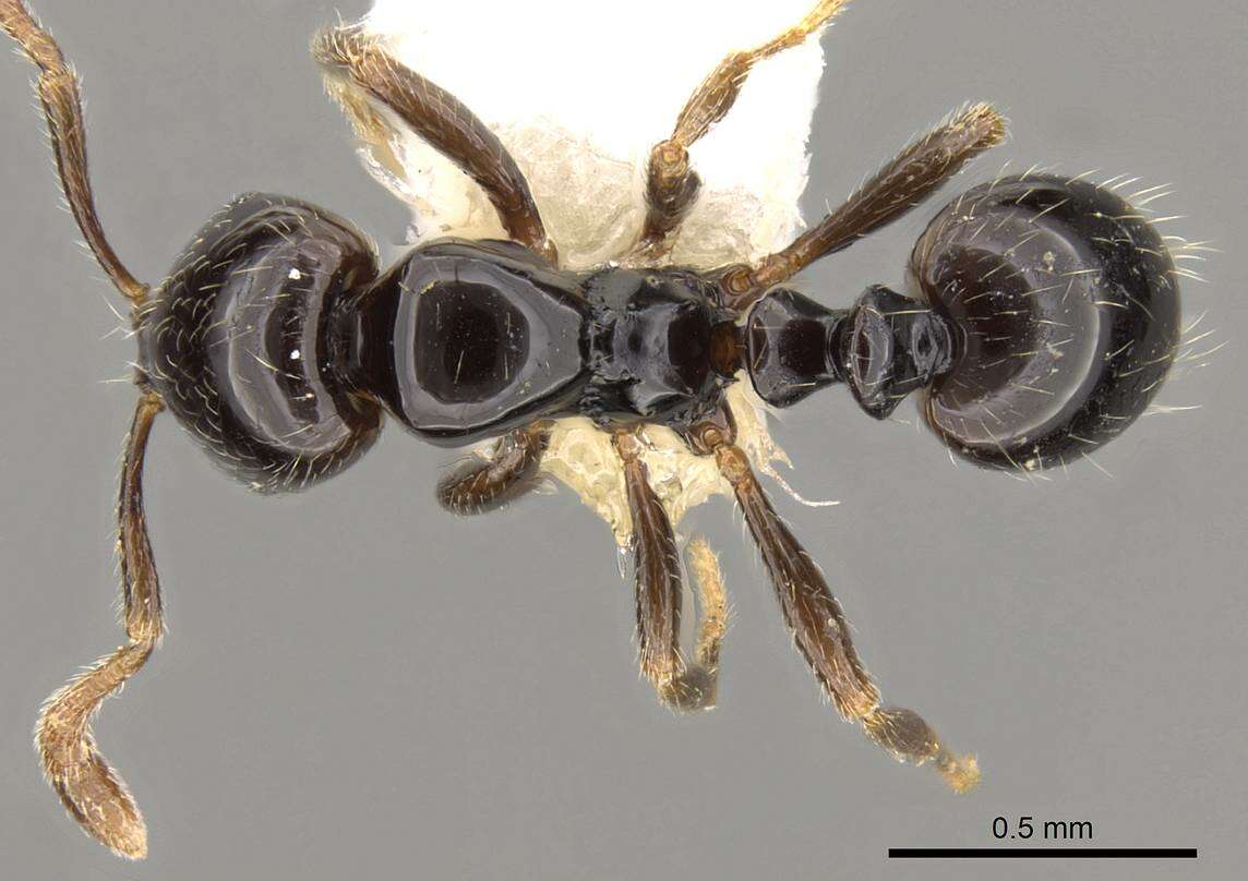 Image of Monomorium guineense (Bernard 1953)