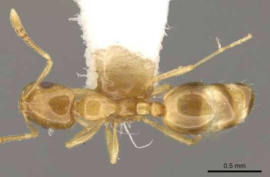 Image of Monomorium schultzei Forel 1910