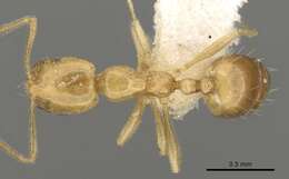 Слика од Monomorium excensurae Forel 1915