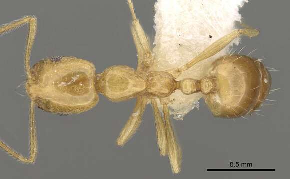 Image de Monomorium excensurae Forel 1915