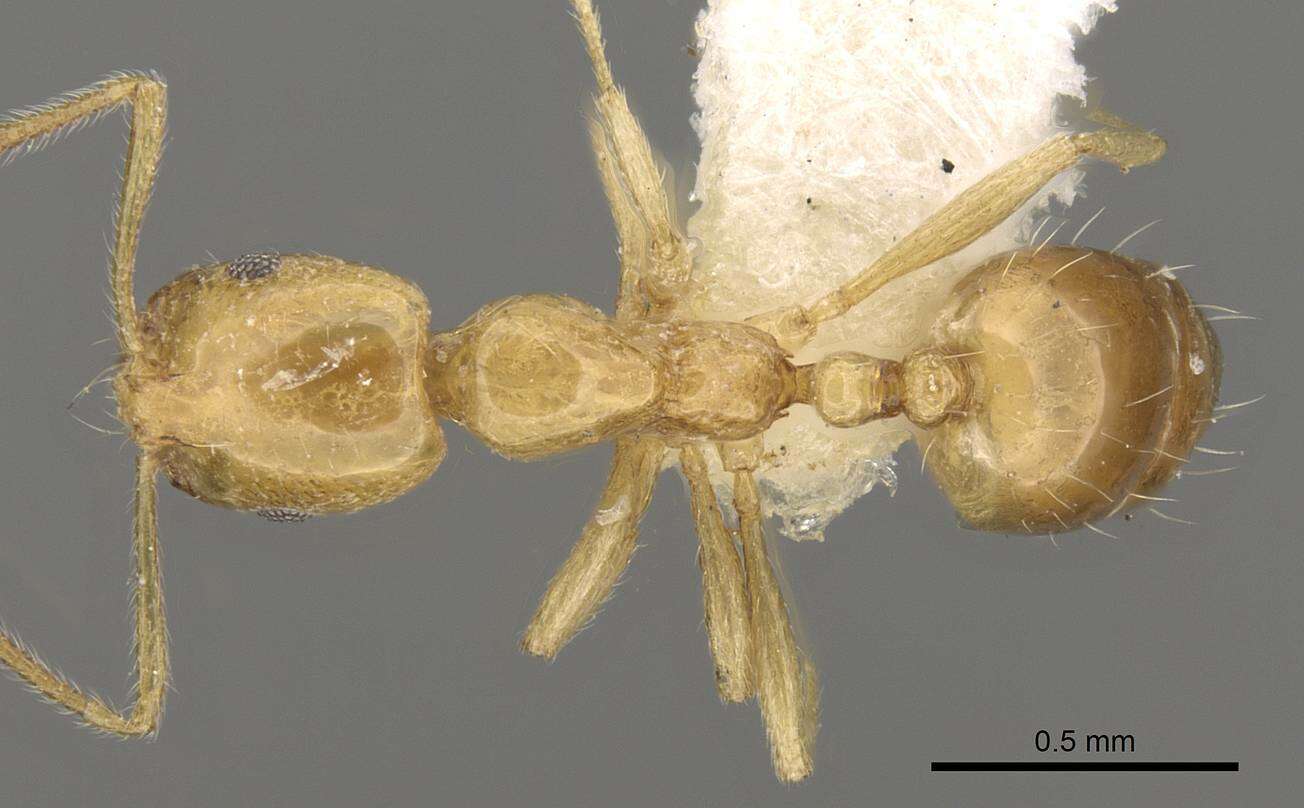 Слика од Monomorium excensurae Forel 1915