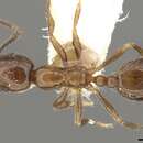 Image of Monomorium kineti Weber 1943