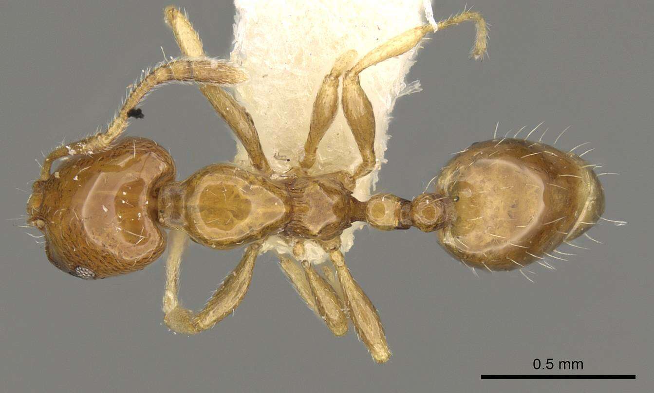 Image of Monomorium rhopalocerum Emery 1895