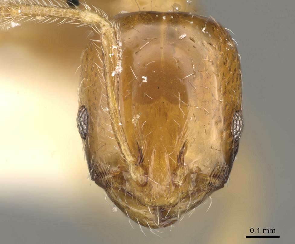 Слика од Monomorium rhopalocerum Emery 1895