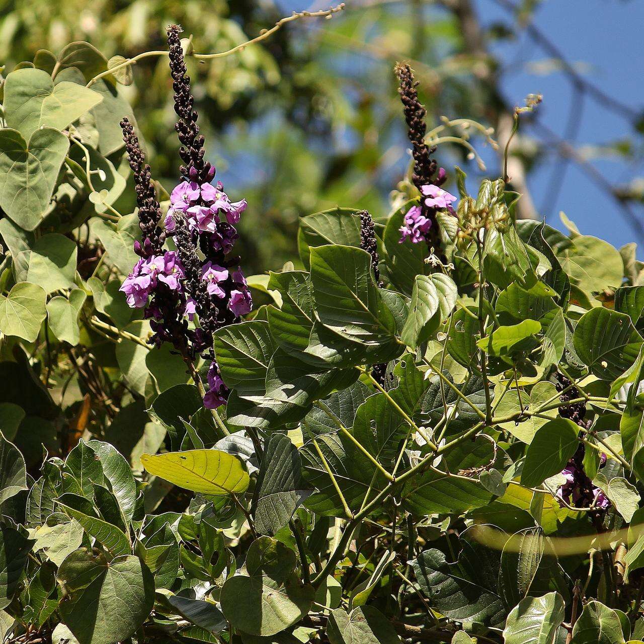 Plancia ëd Dioclea latifolia Benth.