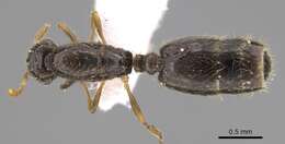 Image of Solenopsis abdita Thompson 1989