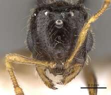 Image of Solenopsis abdita Thompson 1989