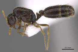 Image of Solenopsis abdita Thompson 1989