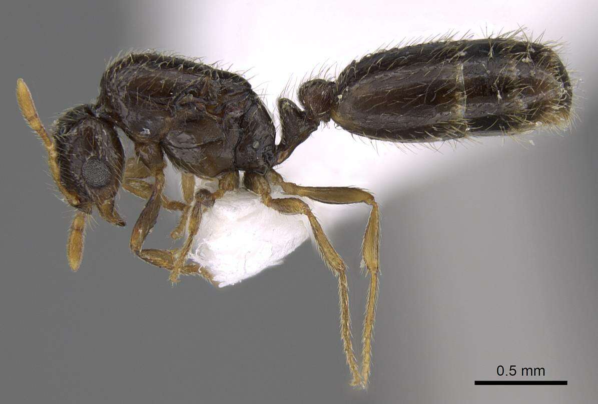 Image of Solenopsis abdita Thompson 1989