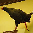 Image of Tristan Moorhen