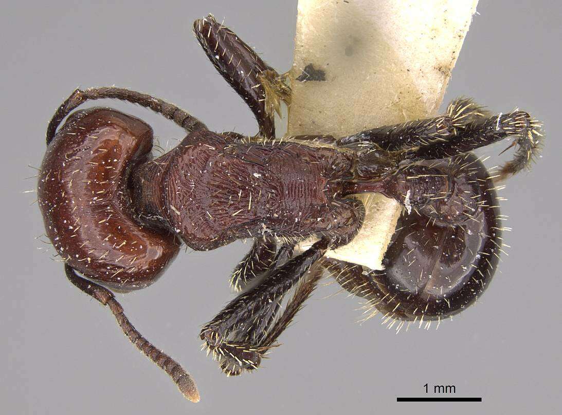 Image of Pogonomyrmex marcusi Kusnezov 1951