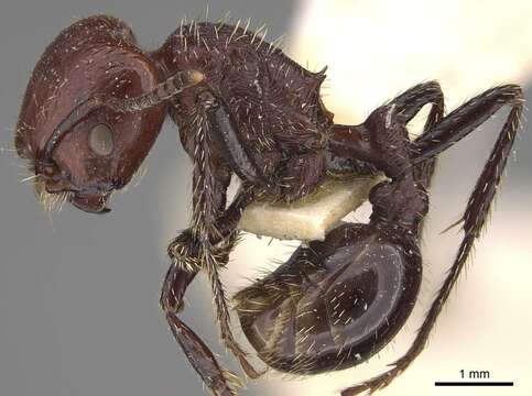 Image of Pogonomyrmex marcusi Kusnezov 1951