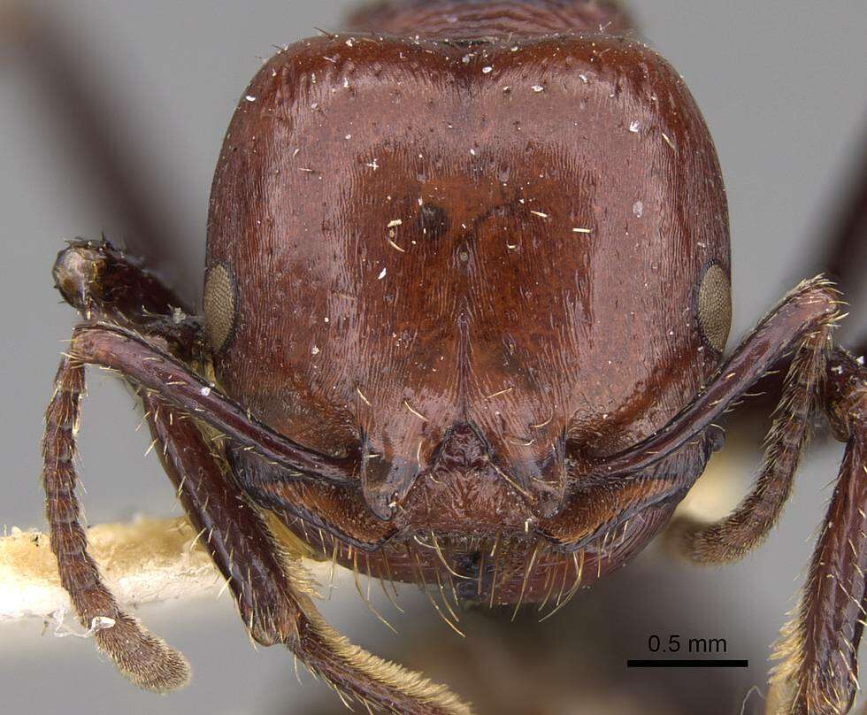 Image of Pogonomyrmex marcusi Kusnezov 1951