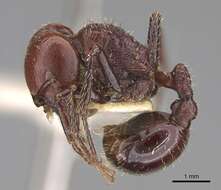 Image of Pogonomyrmex marcusi Kusnezov 1951