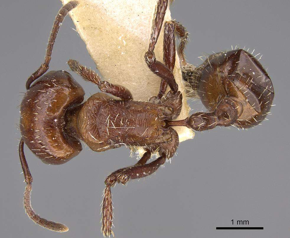 Image of Pogonomyrmex marcusi Kusnezov 1951