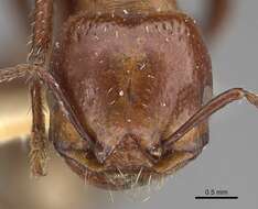 Image of Pogonomyrmex marcusi Kusnezov 1951