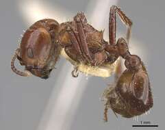 Image of Pogonomyrmex marcusi Kusnezov 1951