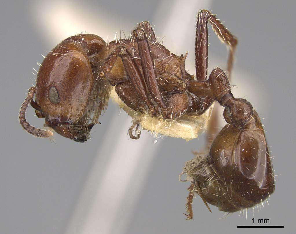 Image of Pogonomyrmex marcusi Kusnezov 1951