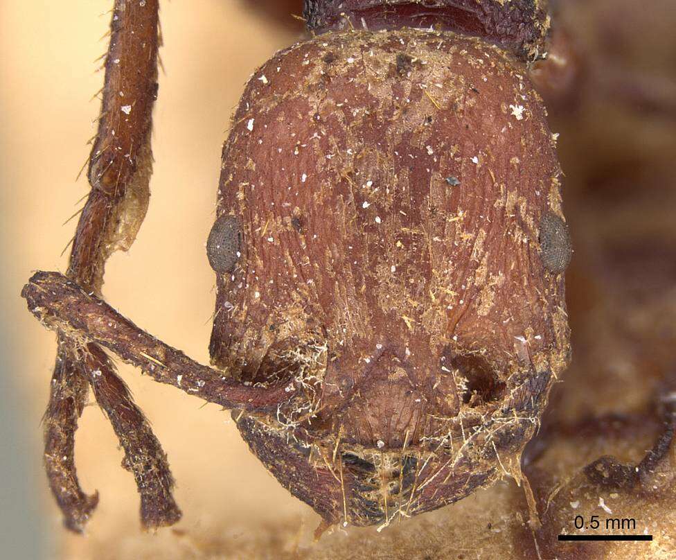 Imagem de <i>Pogonomyrmex serpens</i>