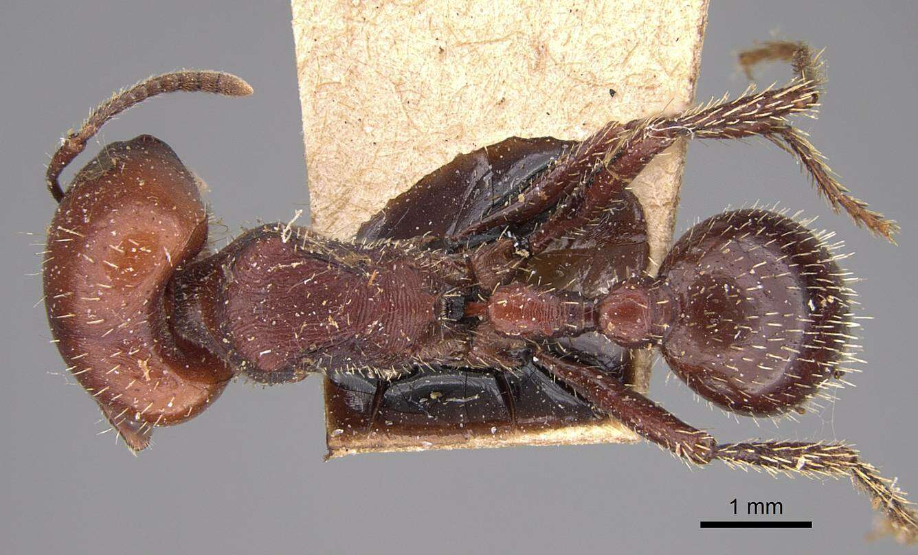 Pogonomyrmex lobatus Santschi 1921 resmi