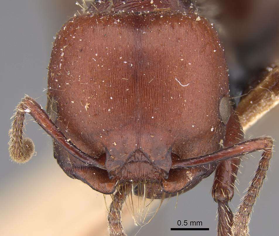 Pogonomyrmex lobatus Santschi 1921 resmi