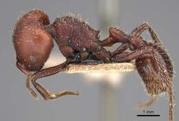 Pogonomyrmex lobatus Santschi 1921 resmi