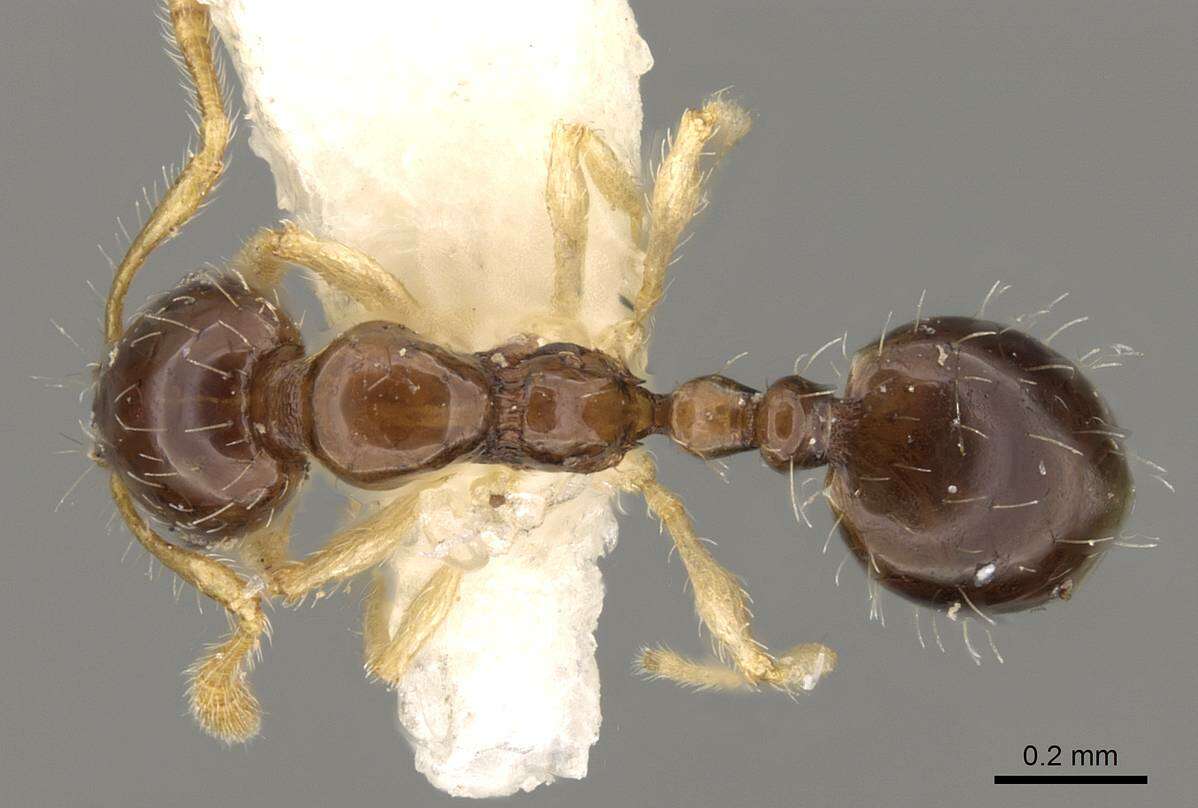 Image of Monomorium strangulatum Santschi 1921