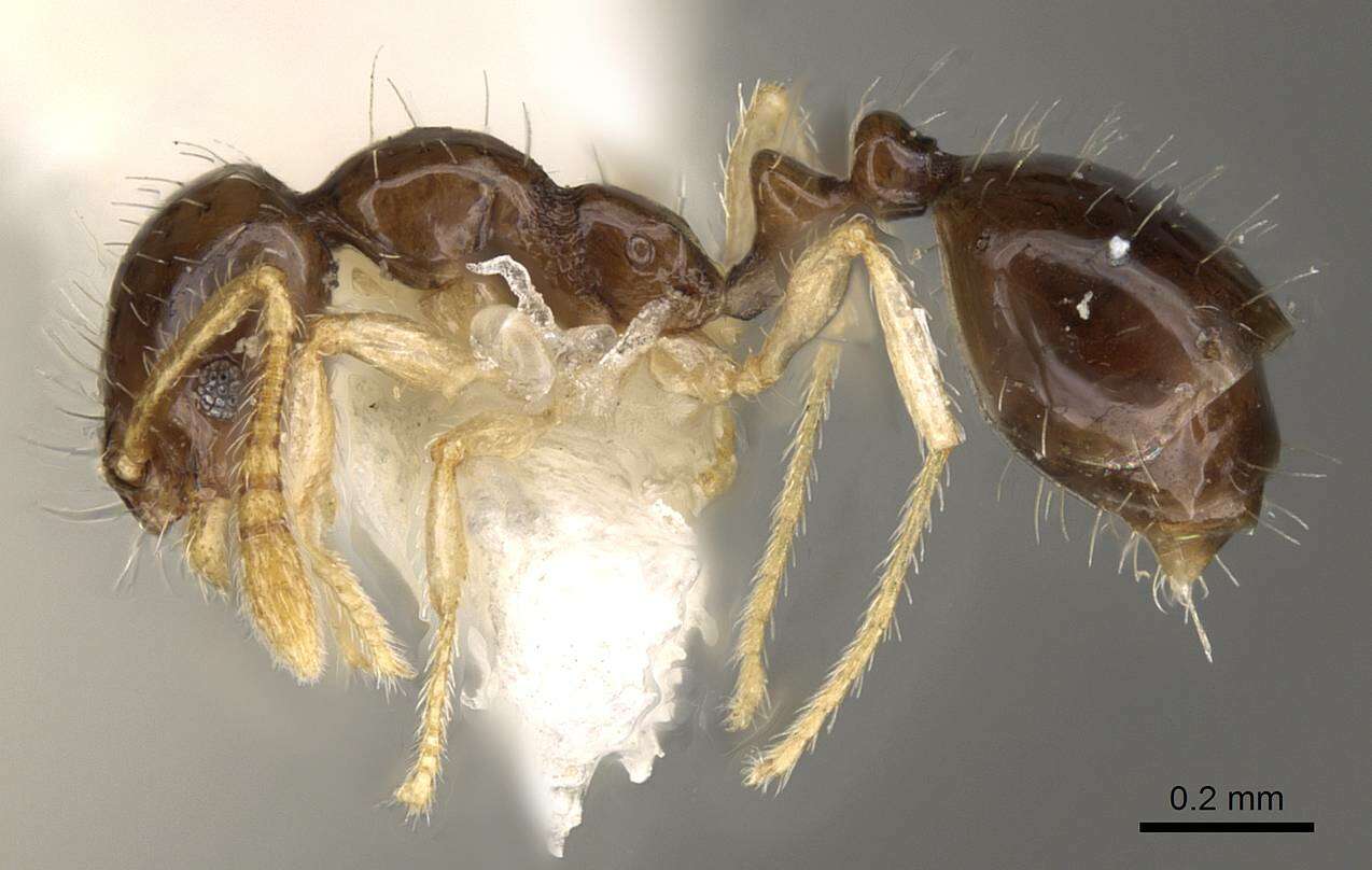 Image of Monomorium strangulatum Santschi 1921