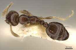 Image of Monomorium occidentale Bernard 1953