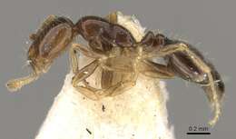 Image of Monomorium occidentale Bernard 1953