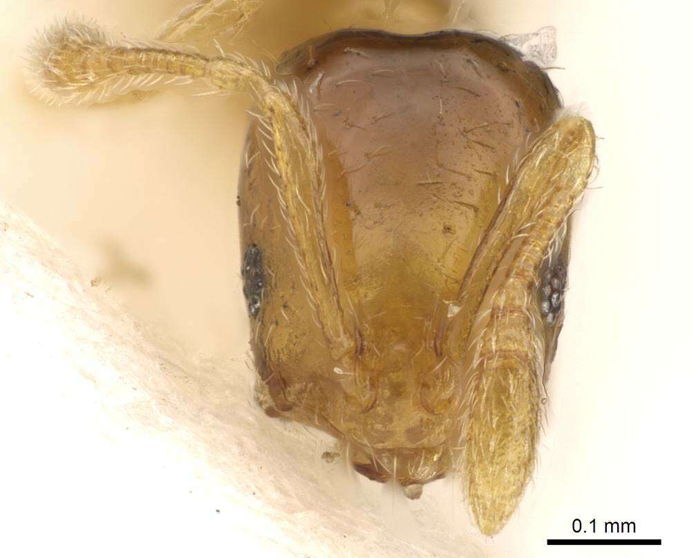 Image of Monomorium clavicorne Andre 1881