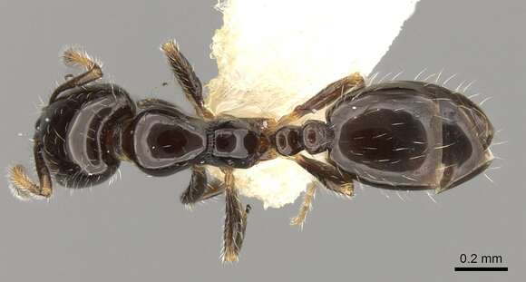 Image de Monomorium chinense Santschi 1925