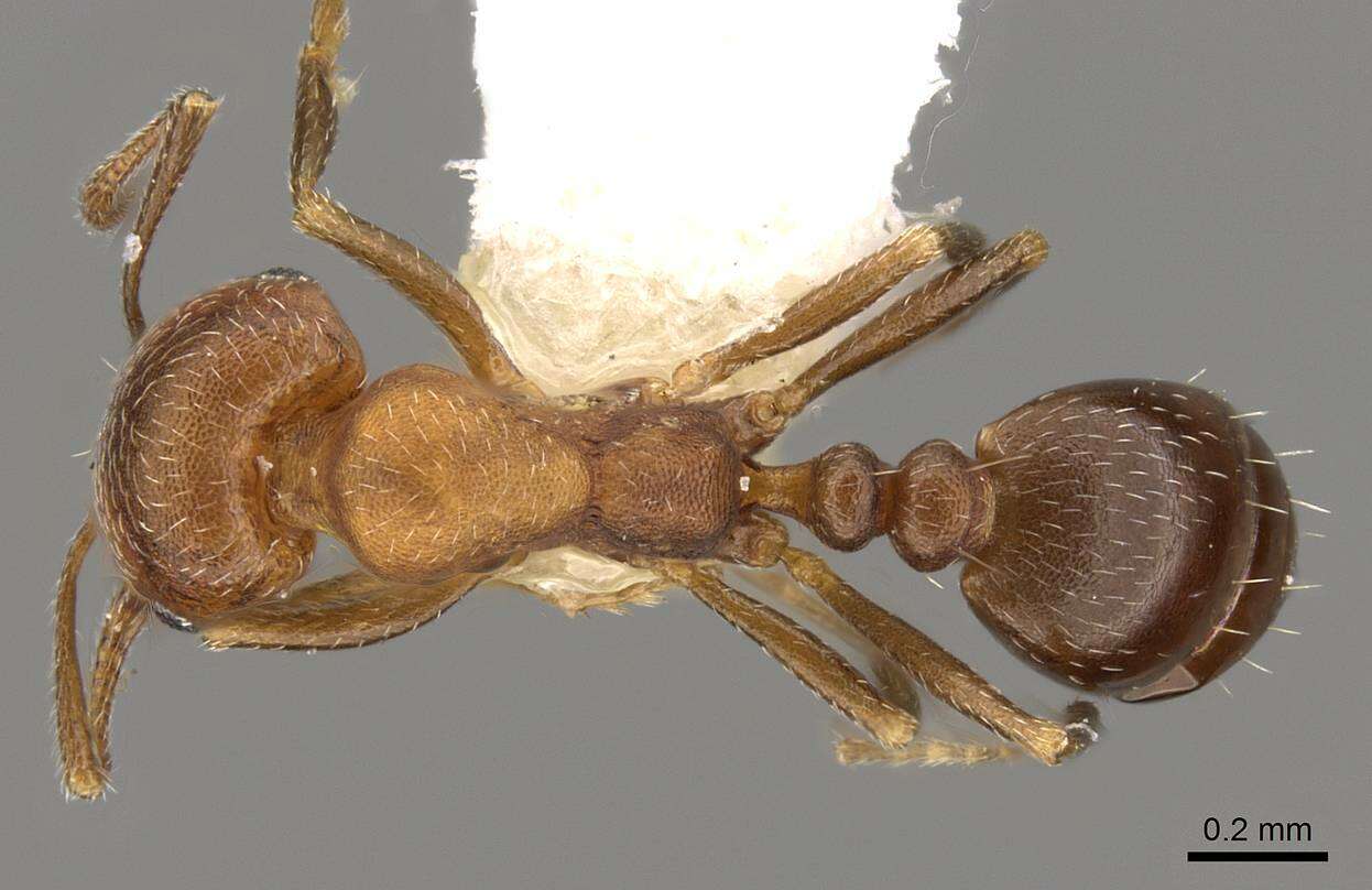 Image of Monomorium setuliferum Forel 1910