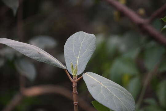 Image of Opposite Leaf Fig