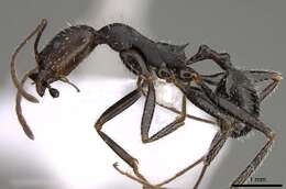 Imagem de Aphaenogaster karpathica