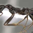 Image of Aphaenogaster olympica