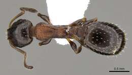 Image of <i>Temnothorax mediterraneus</i> Ward, Brady, Fisher & Schultz 2014