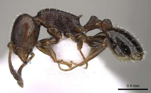 Image of <i>Temnothorax exilis</i>