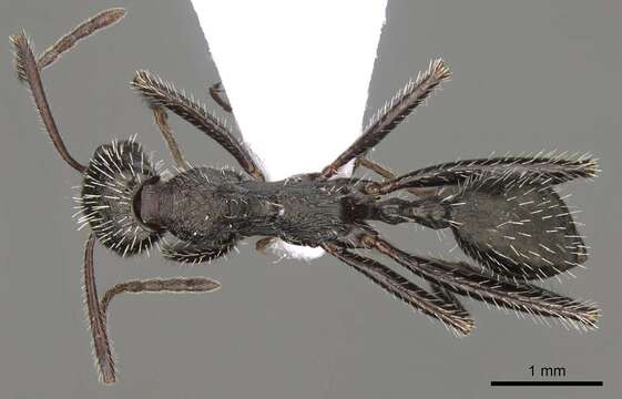 Image of Aphaenogaster campana Emery 1878