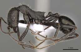 Image of Aphaenogaster campana Emery 1878