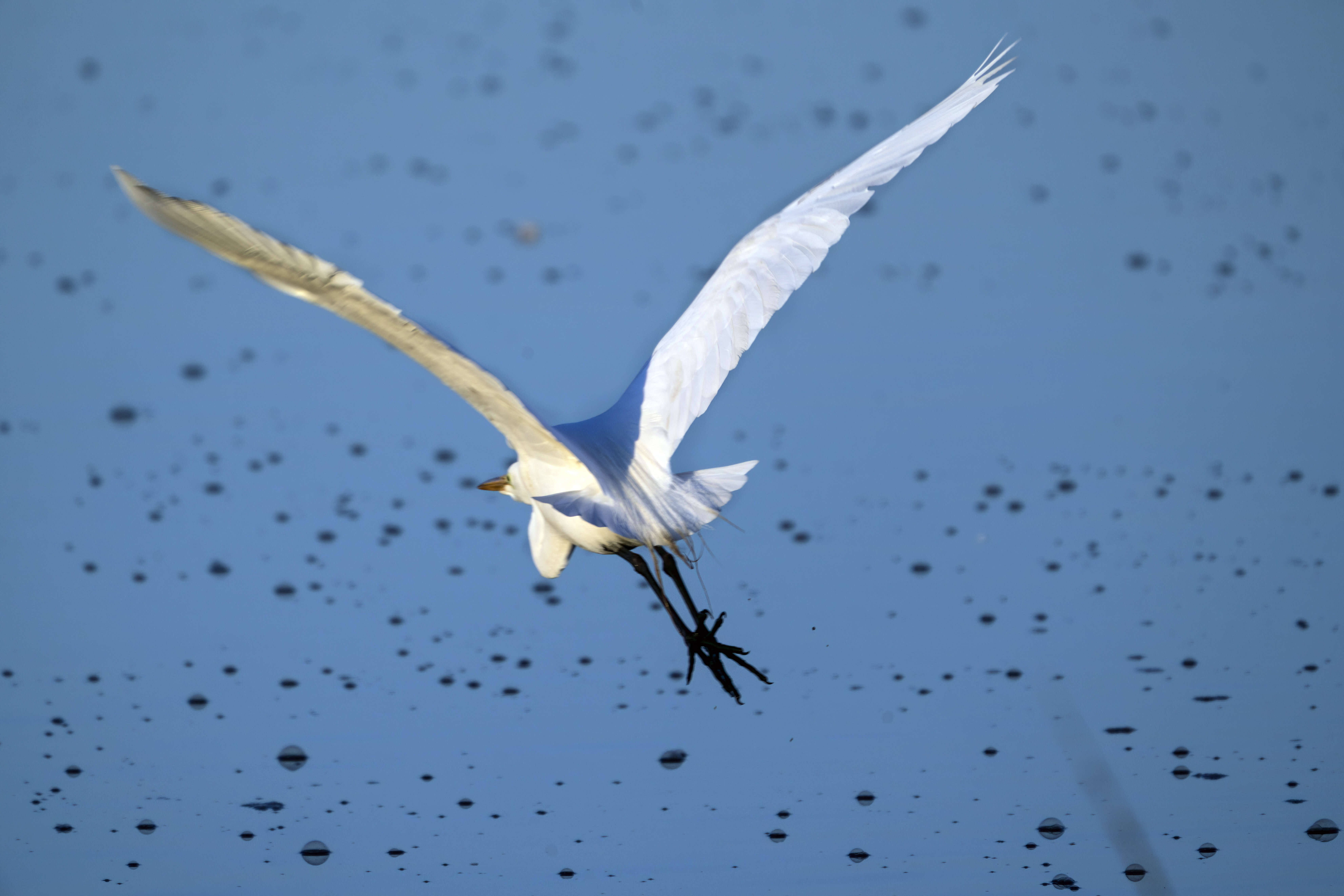 Image of Great Egret