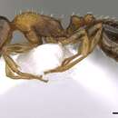 Image of Temnothorax leviceps