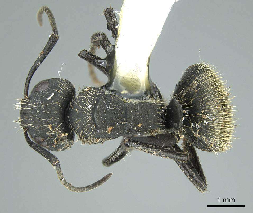 Image of Camponotus mus Roger 1863