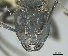 Image of Camponotus mus Roger 1863